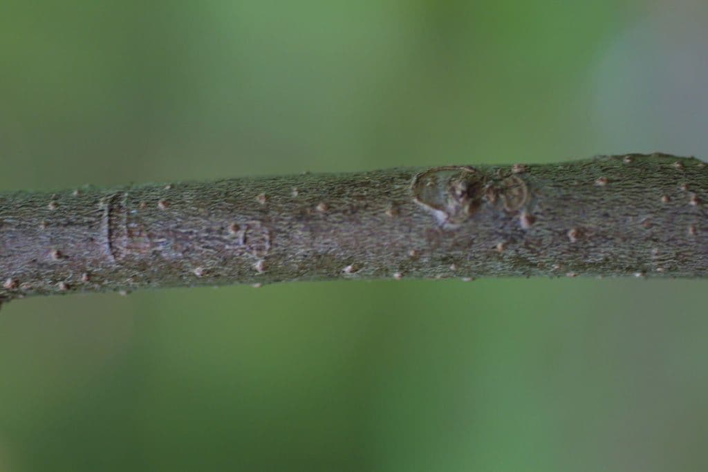 Lindera benzoin 25