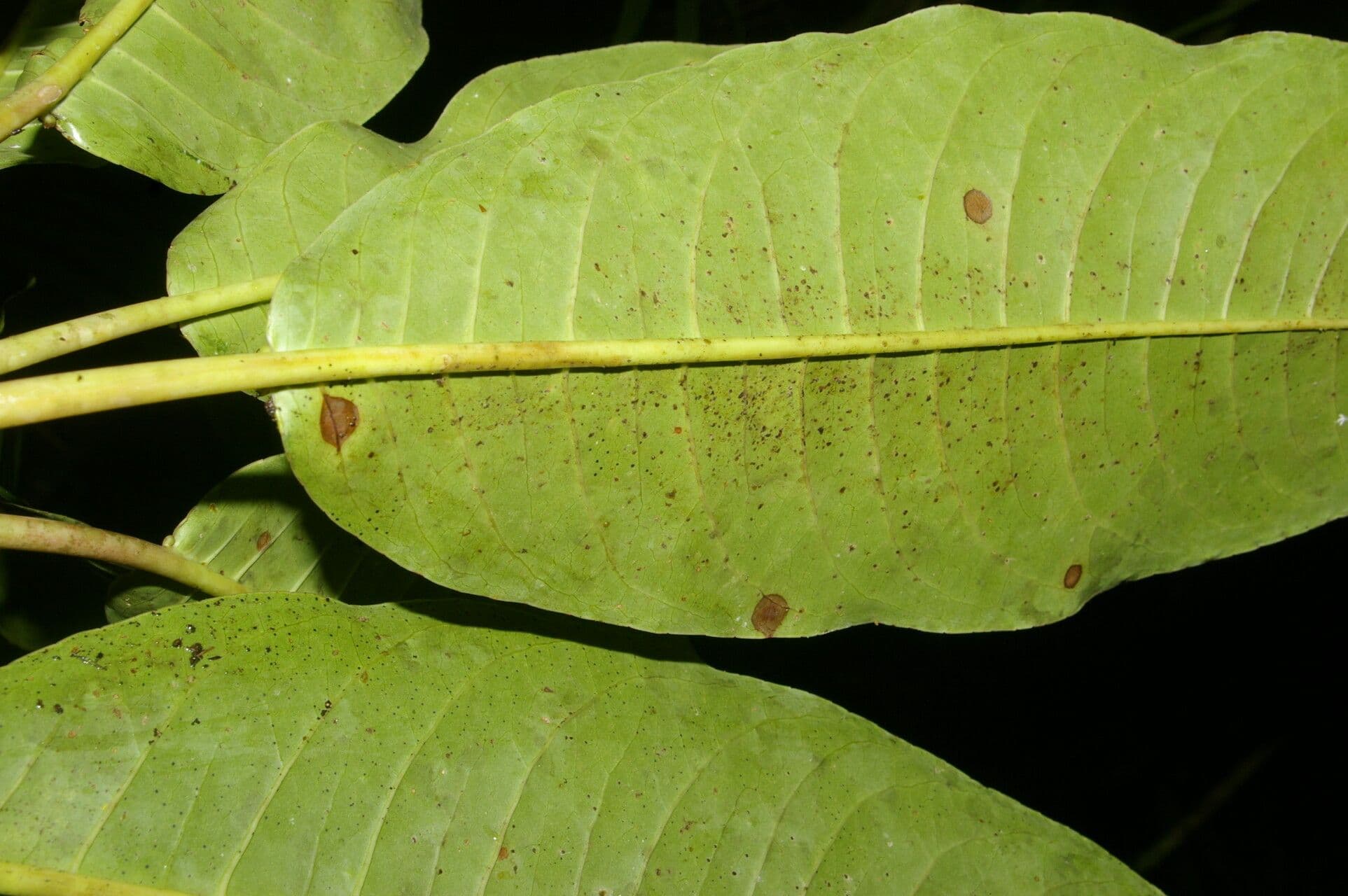 Sapium 7