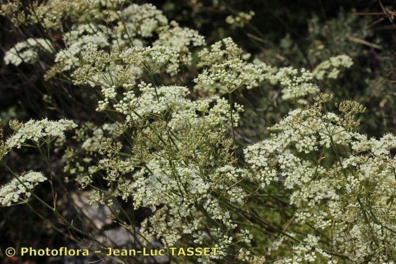 Pimpinella tragium 5