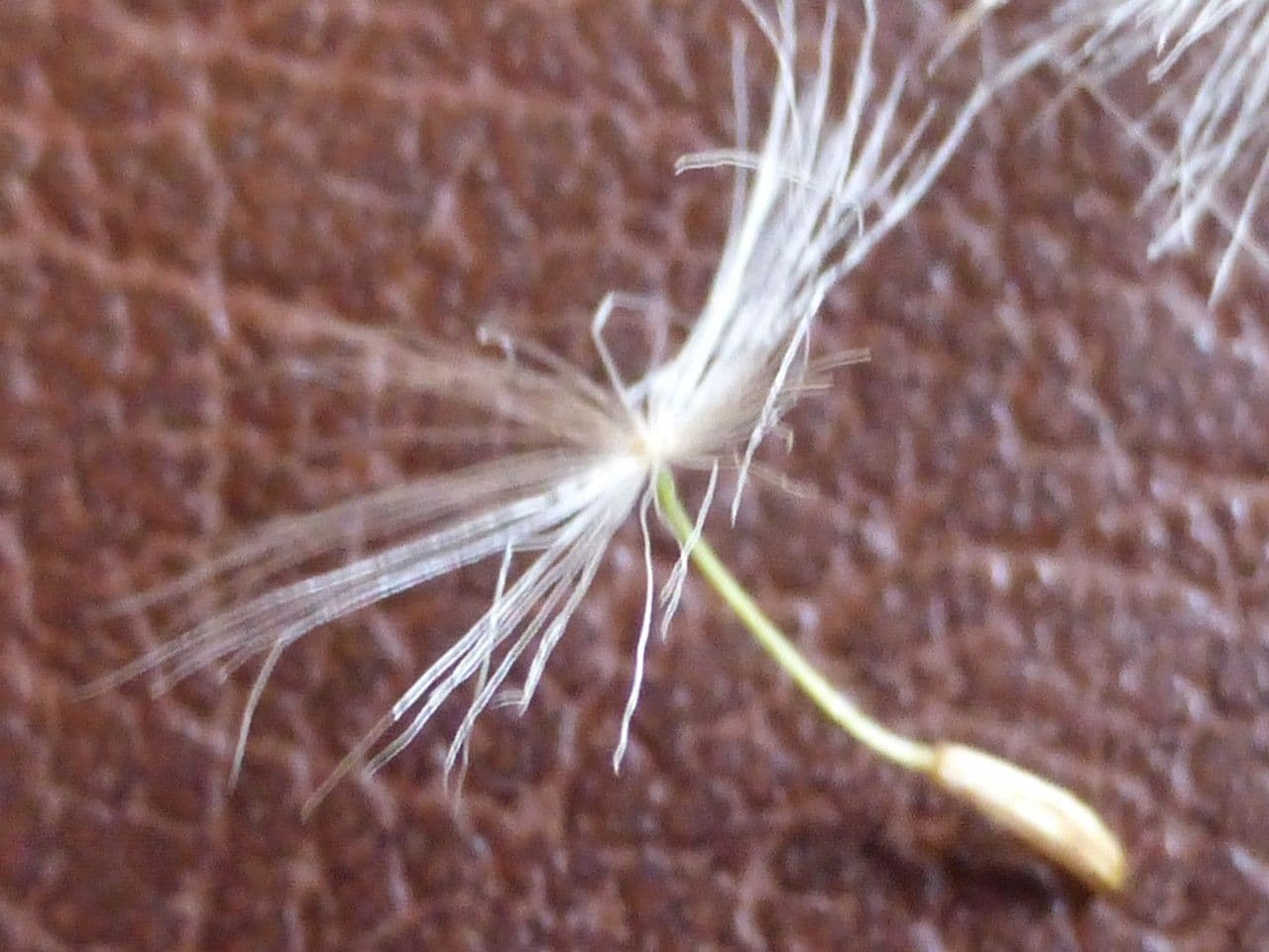 Willemetia stipitata 16