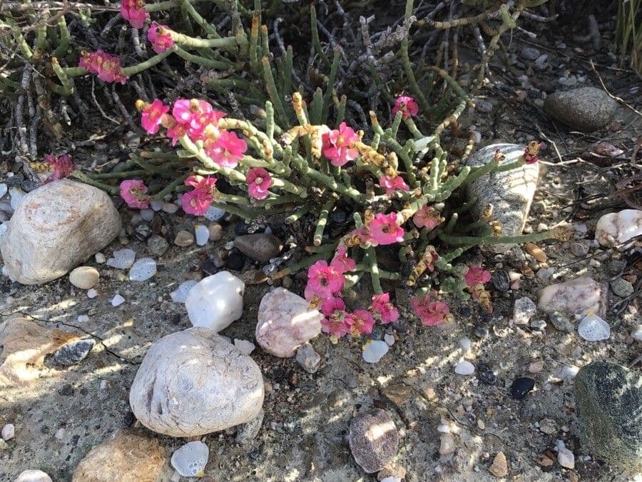 Anabasis articolata 8