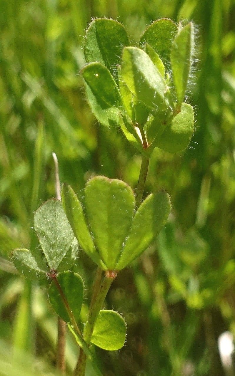 Lotier corniculé 16