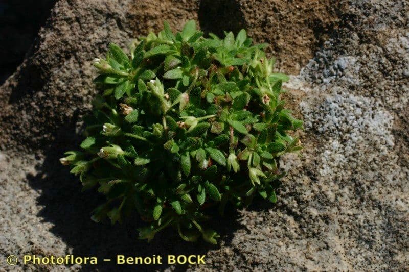 Androsace cilindrica 8