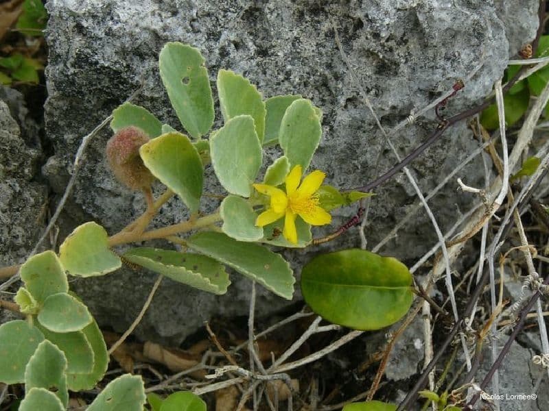 Corchorus 4