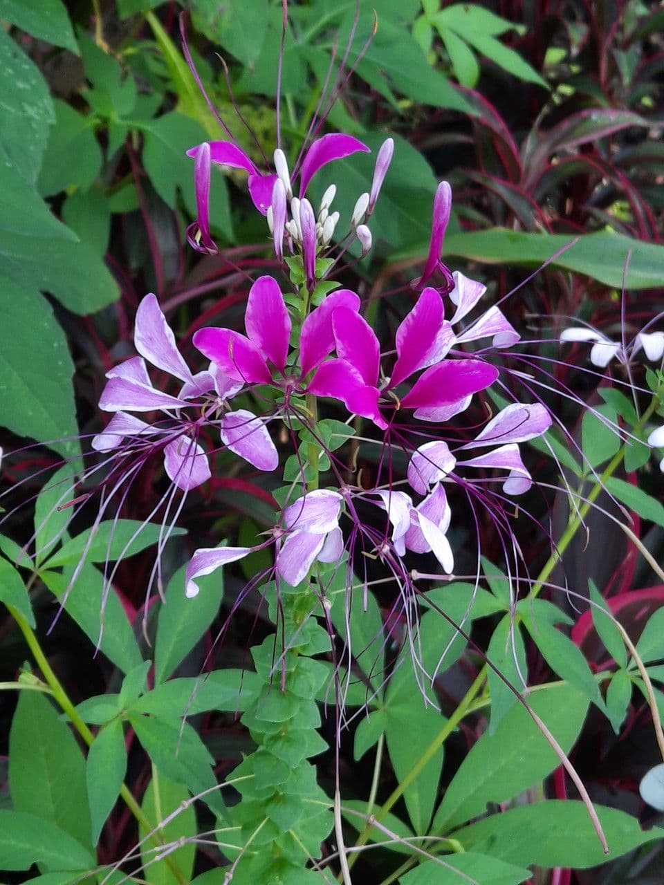 Cleome 8