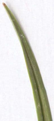 Carice verde 27