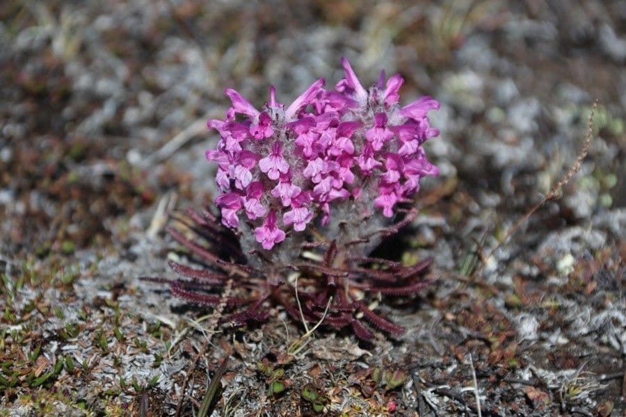 Pediculare lanata 4