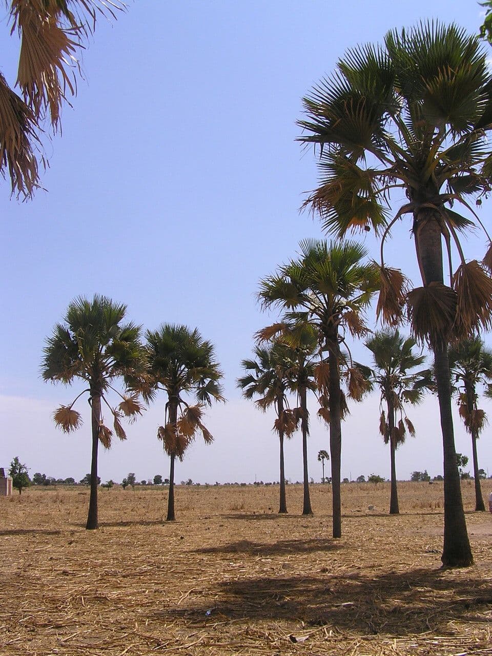 Palma 9