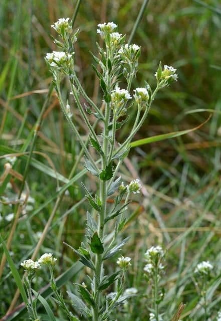 Draba incana 7