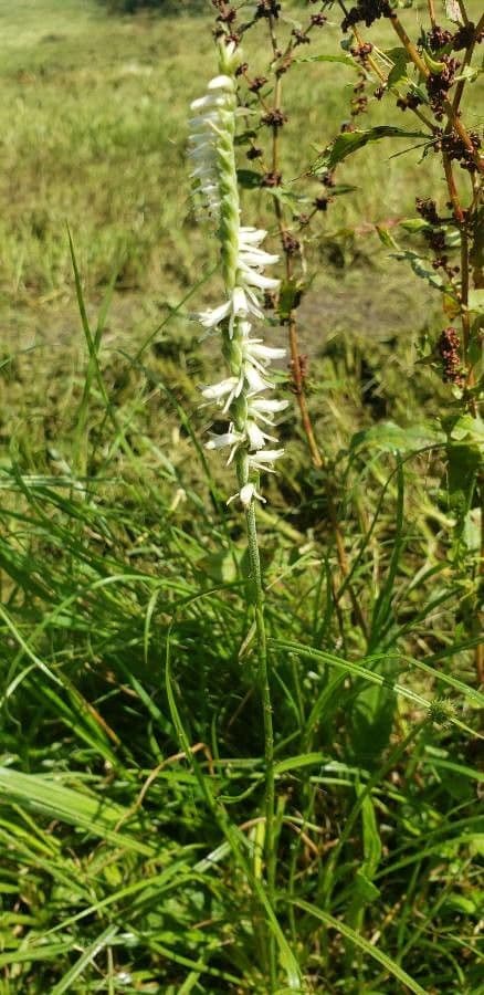 Spiranthes lacera 2
