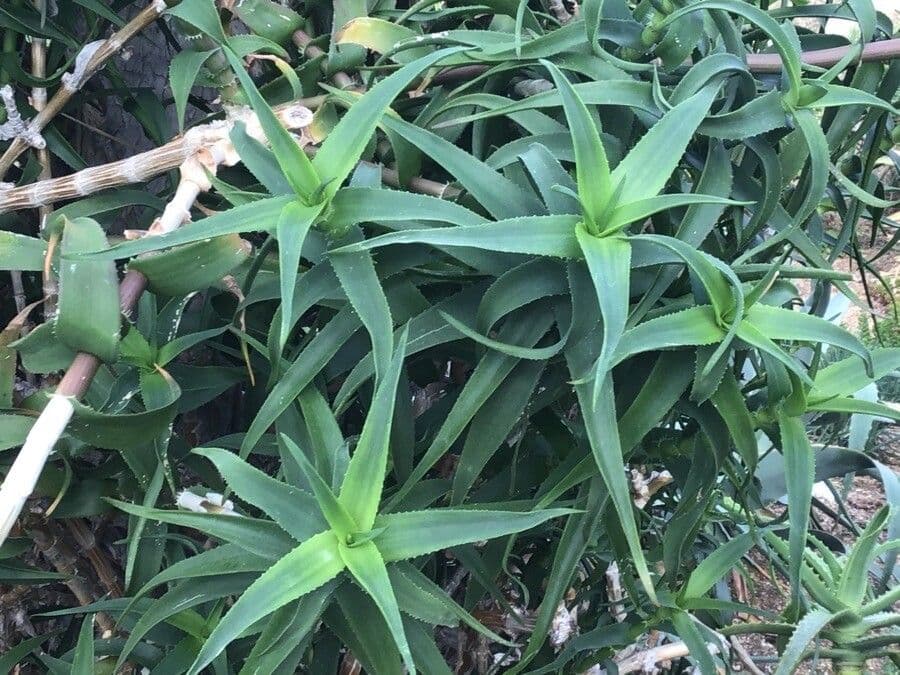 Volkens Aloe