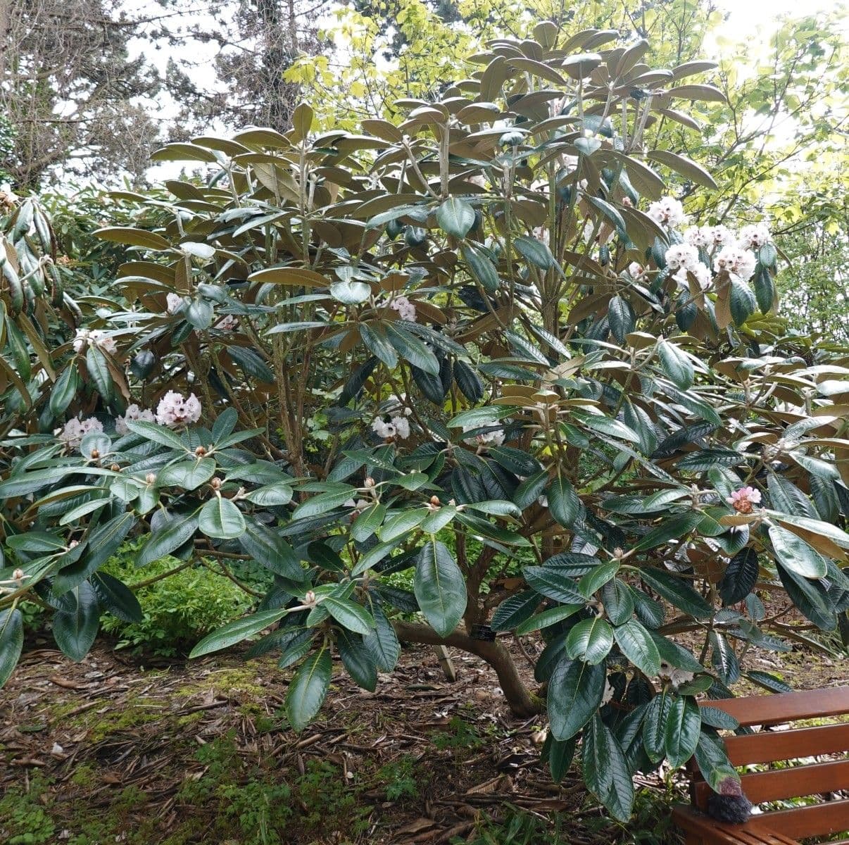 Rododendro 7