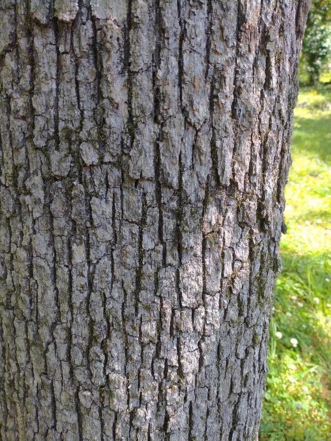 Quercia nera 20