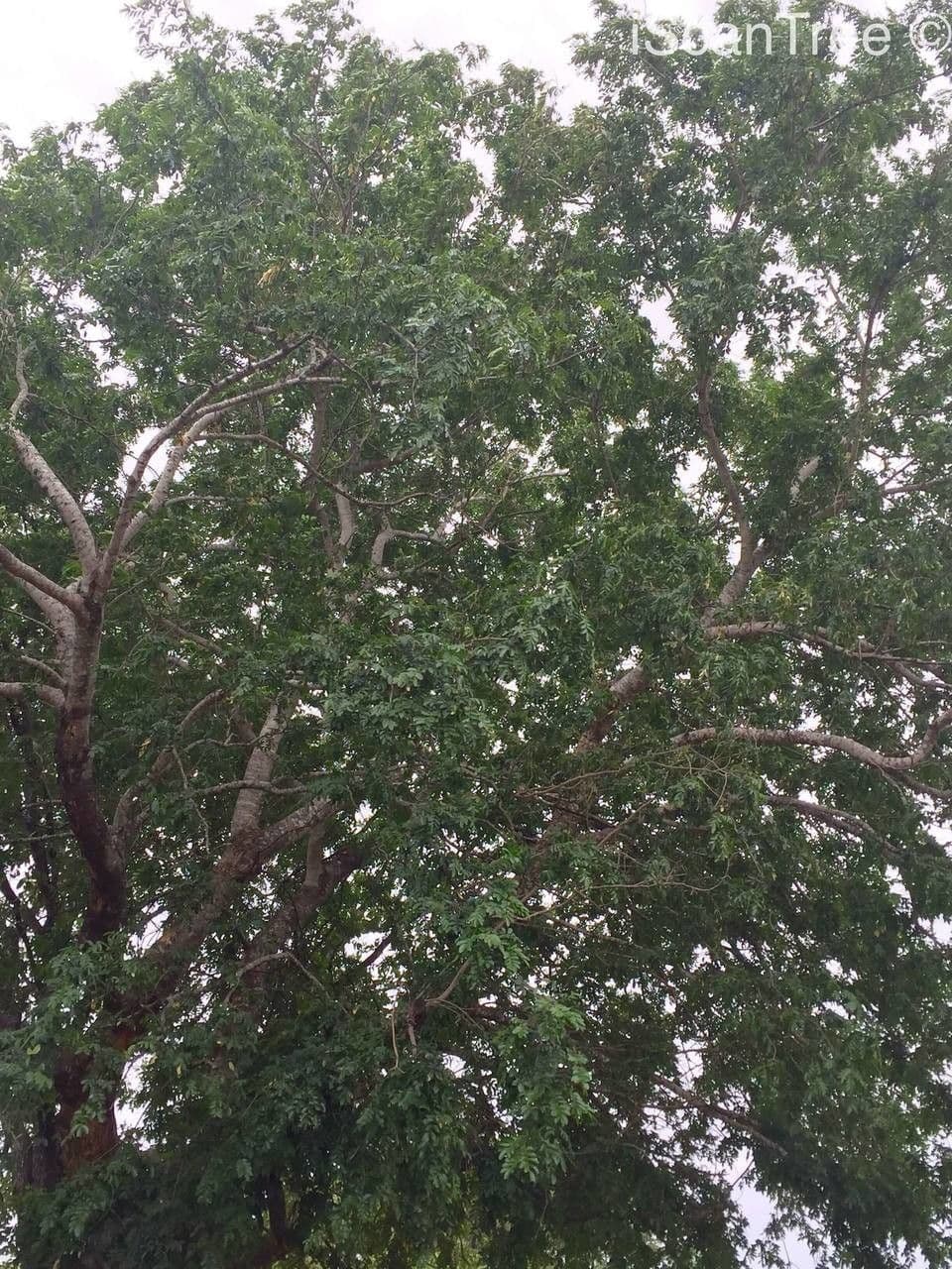 Xanthocercis 7