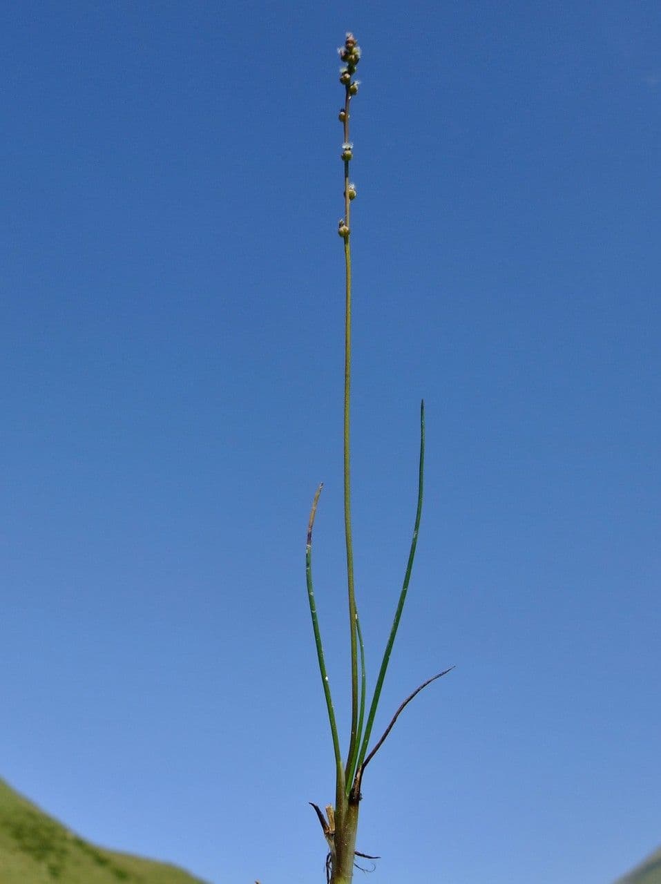 Giuncastrello palustre 13