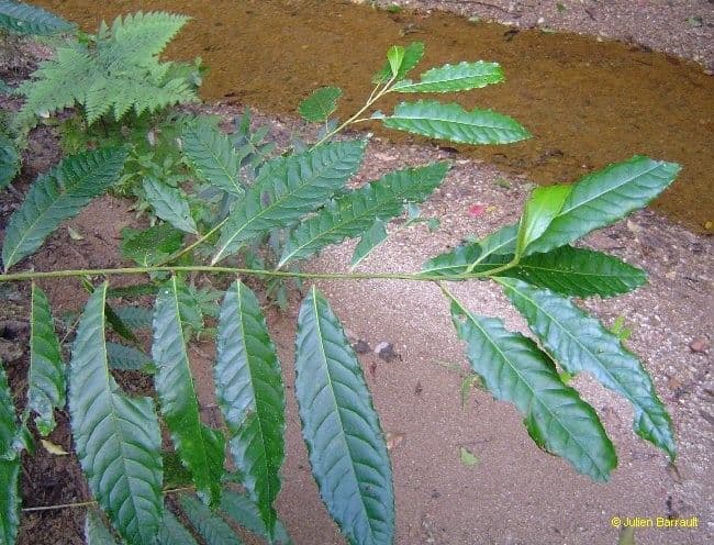 Elaeocarpus wąskolistny 7