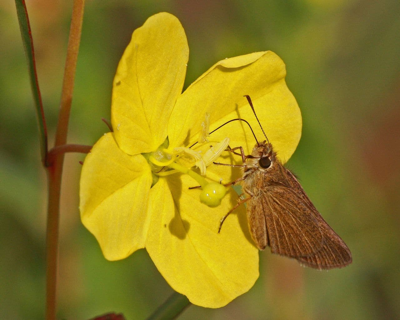 Ludvigia marittima 5