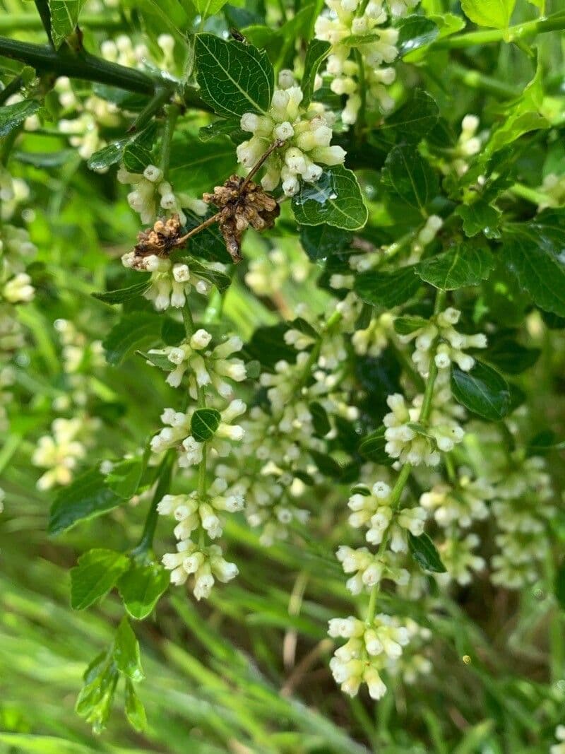 Retanilla trinervia 5