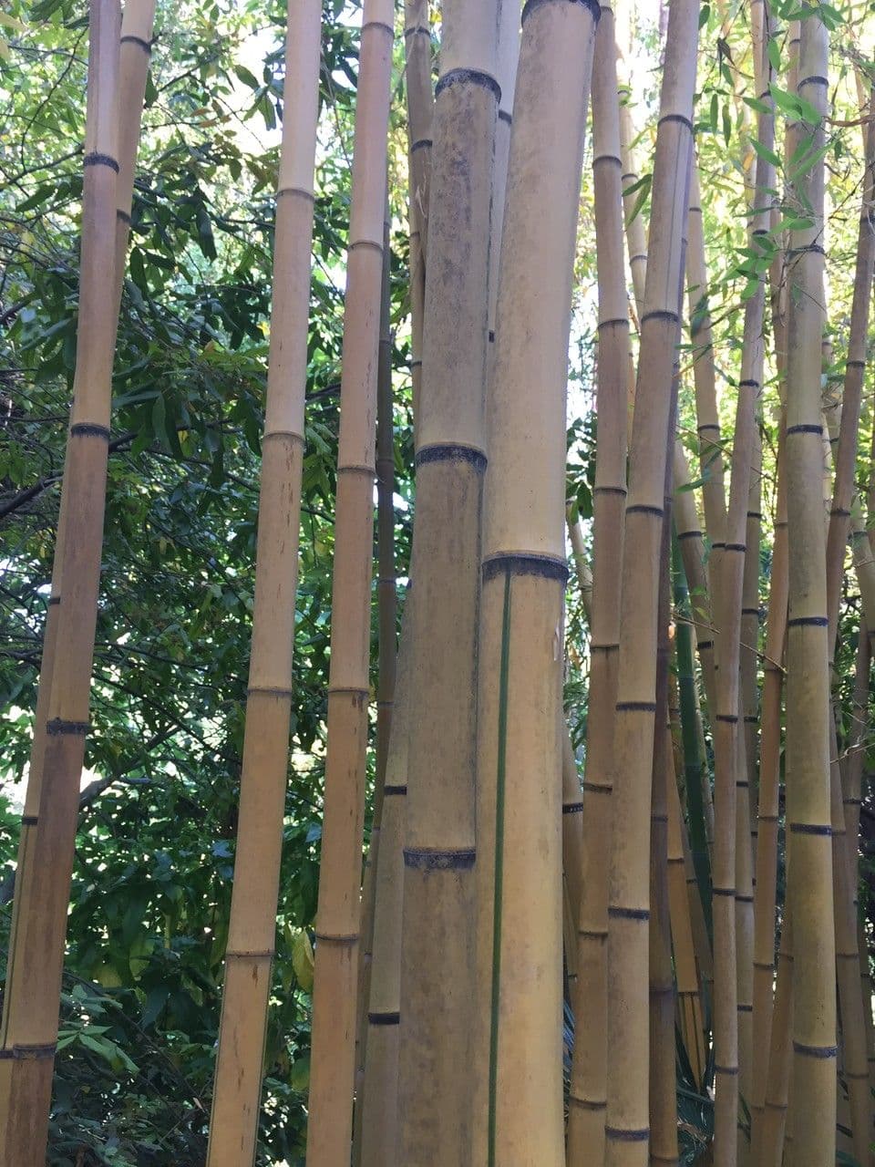 Bambù 12