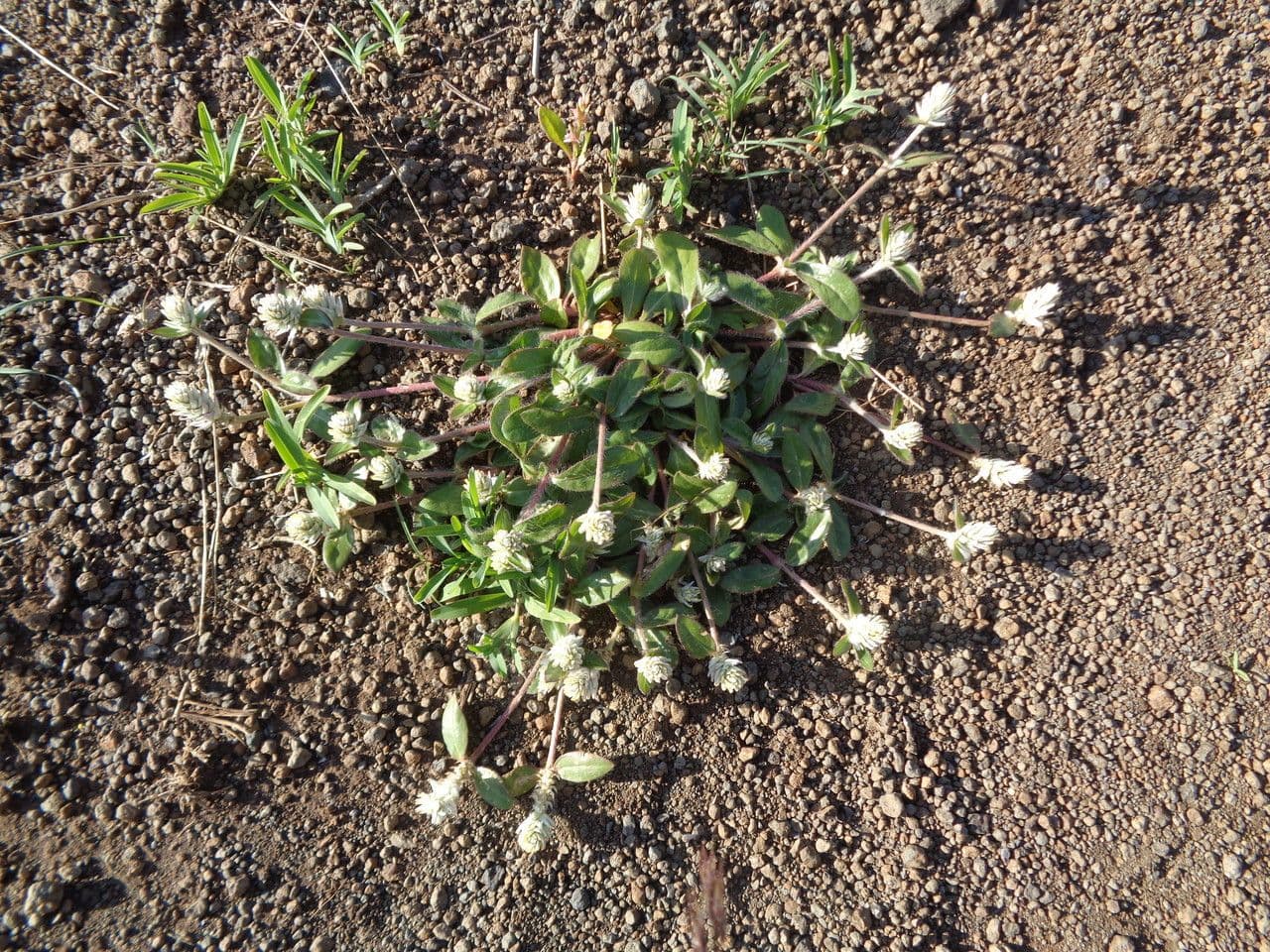 Gomphrena 9