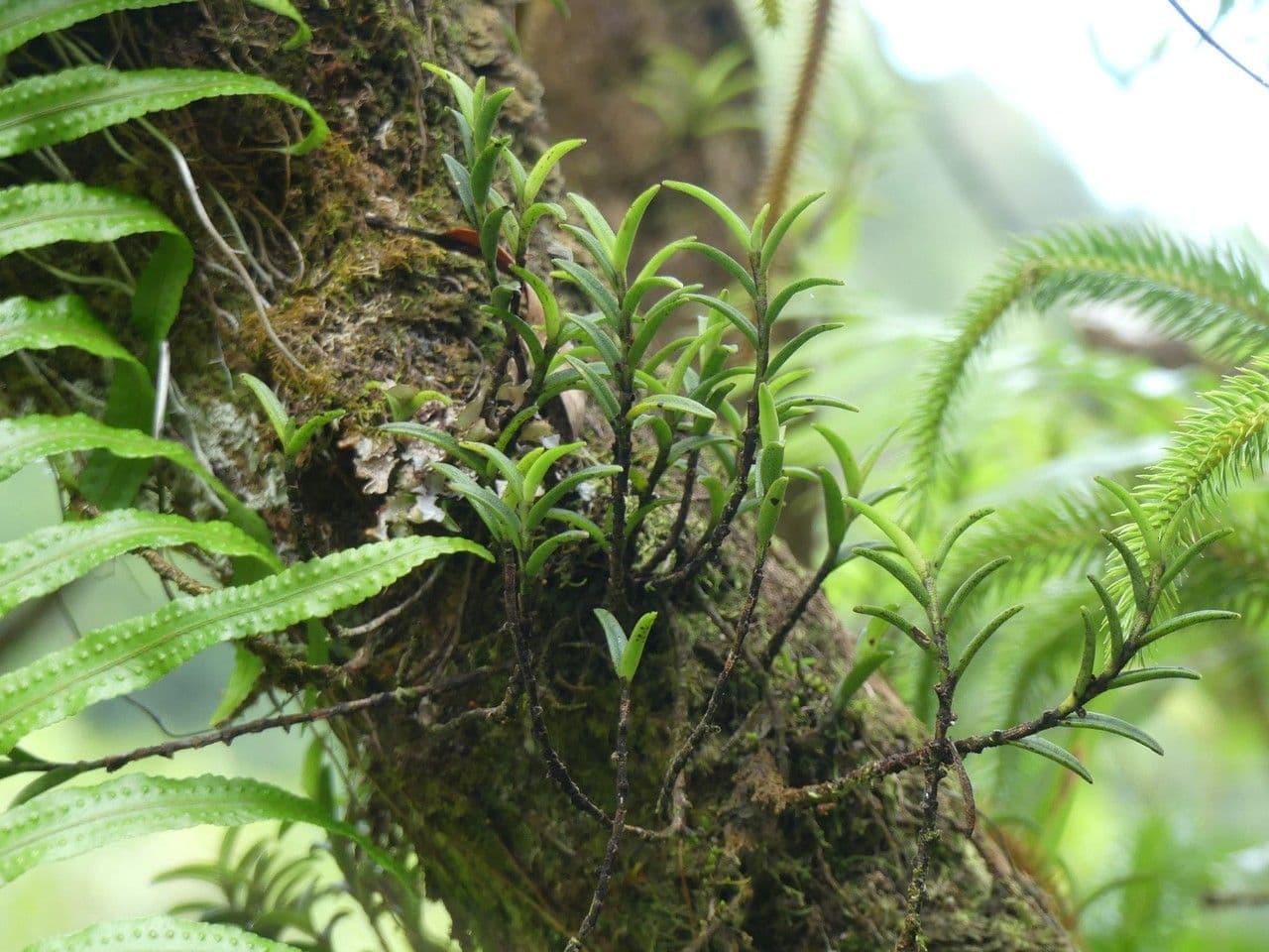 Angraecum 11