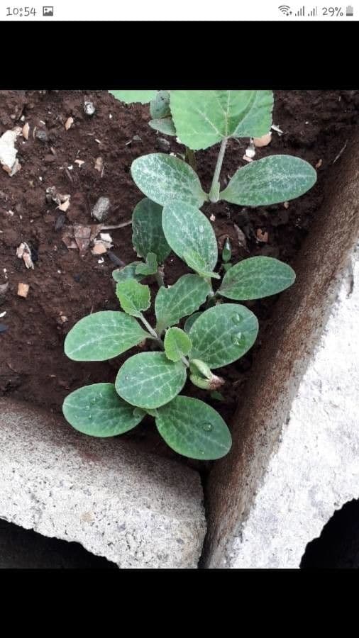 Bitter bottle gourd 27