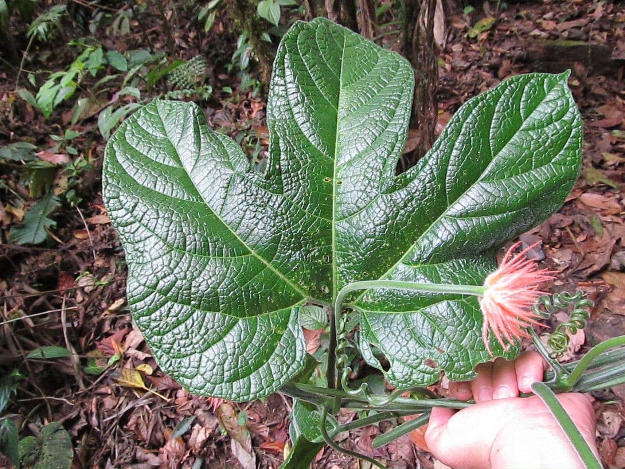Cetriolo della giungla 16