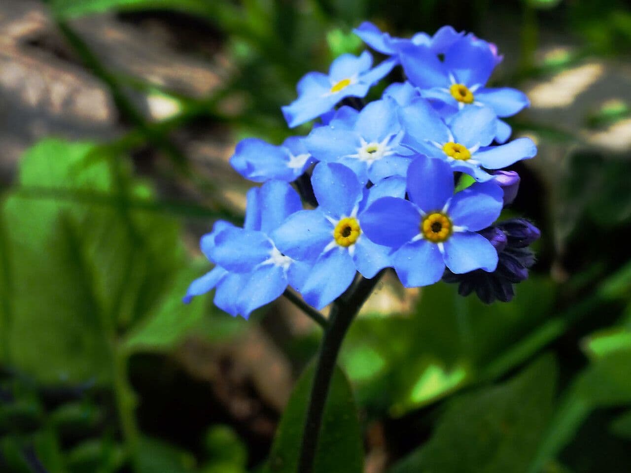 Myosotis décombant 7