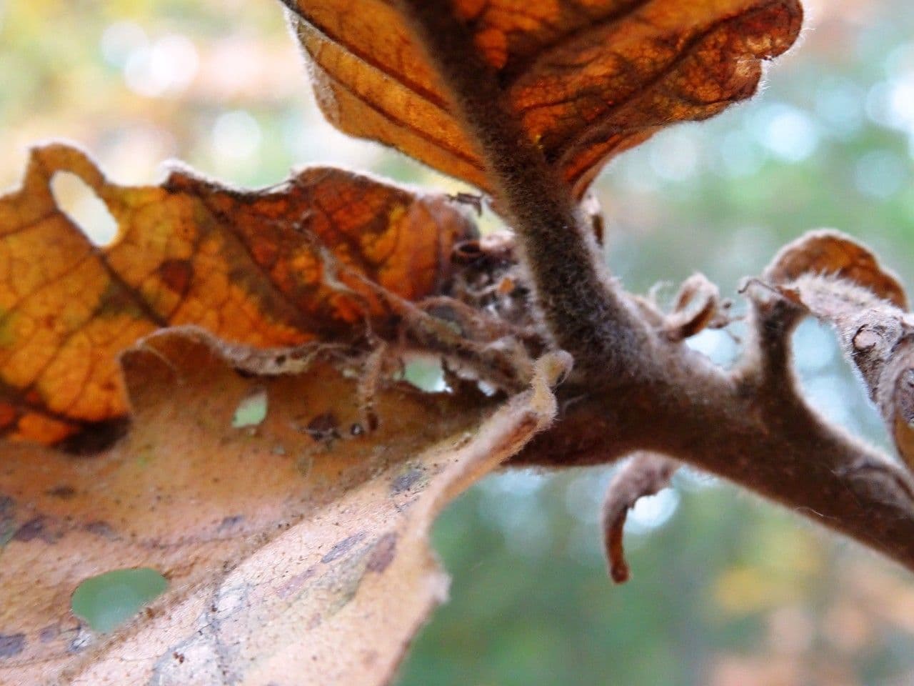 Quercia Daimyo 23