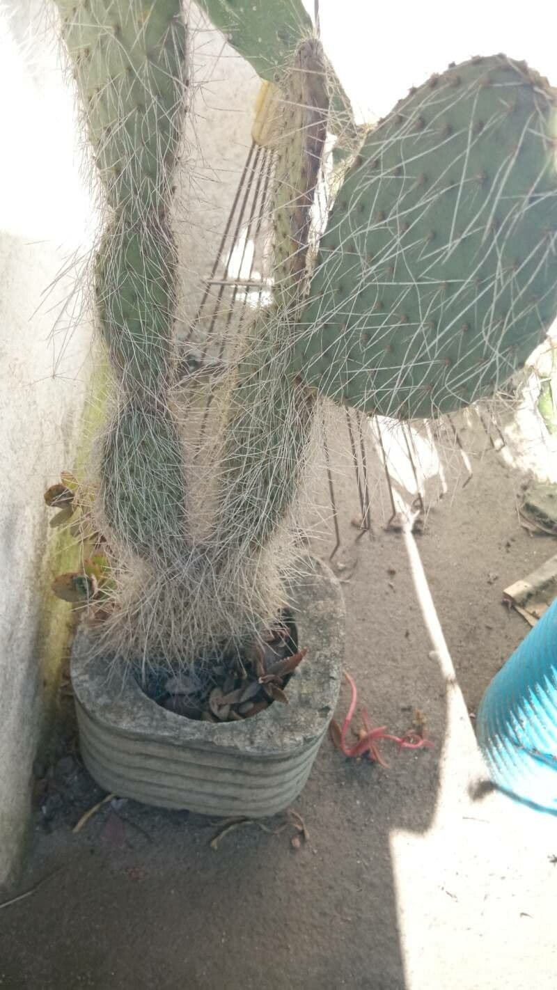 Opuntia pilifera 14