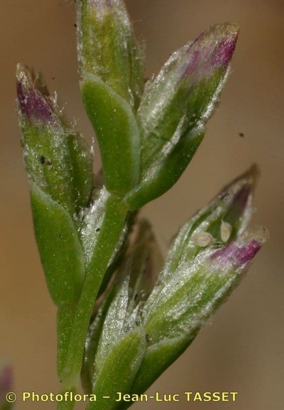 Knäuelgras