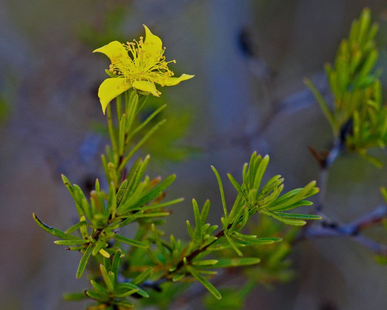 Hypericum fasciculatum 6