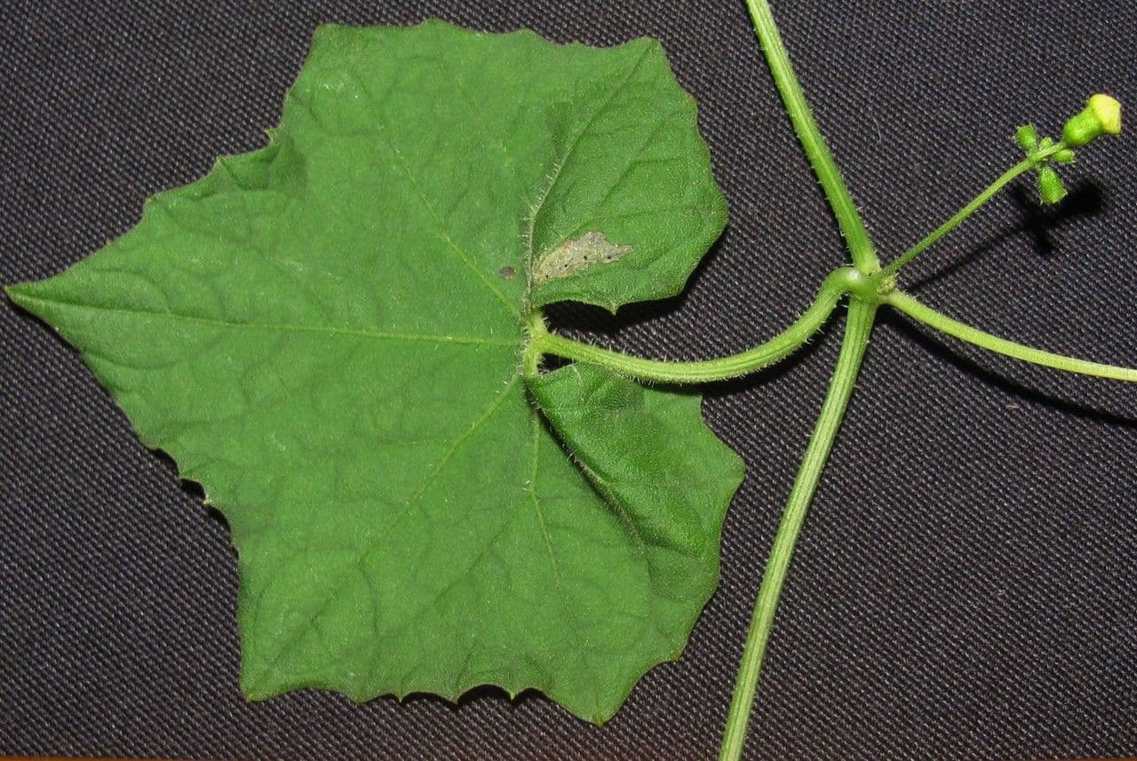 Melothria pendula 26