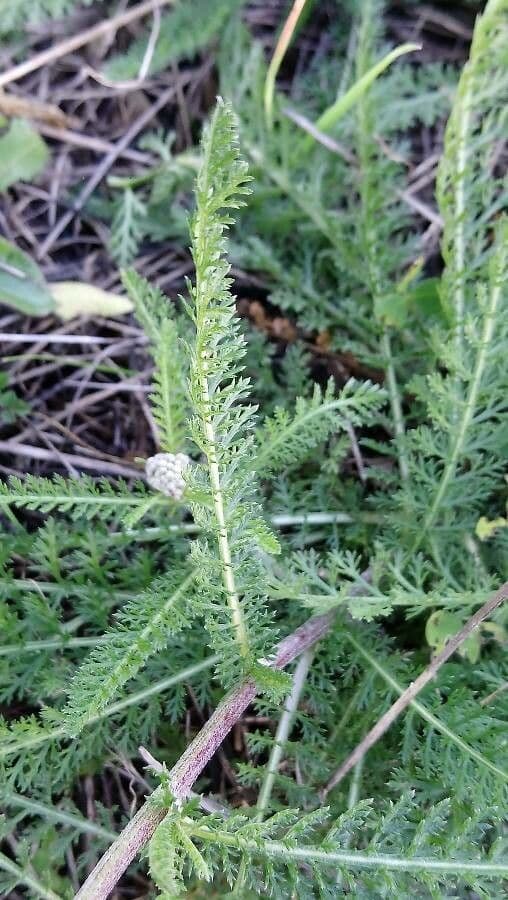 Achillea odorata 14