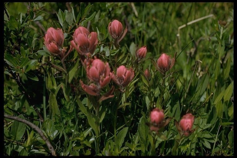 Castilleja 6