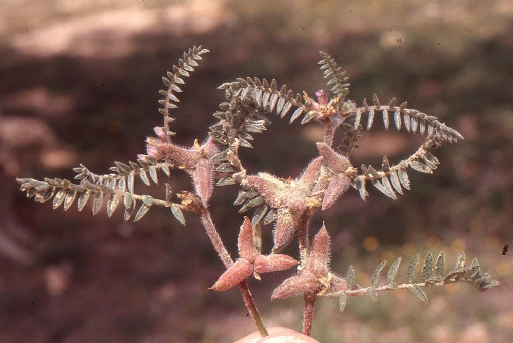 Astragalo 10