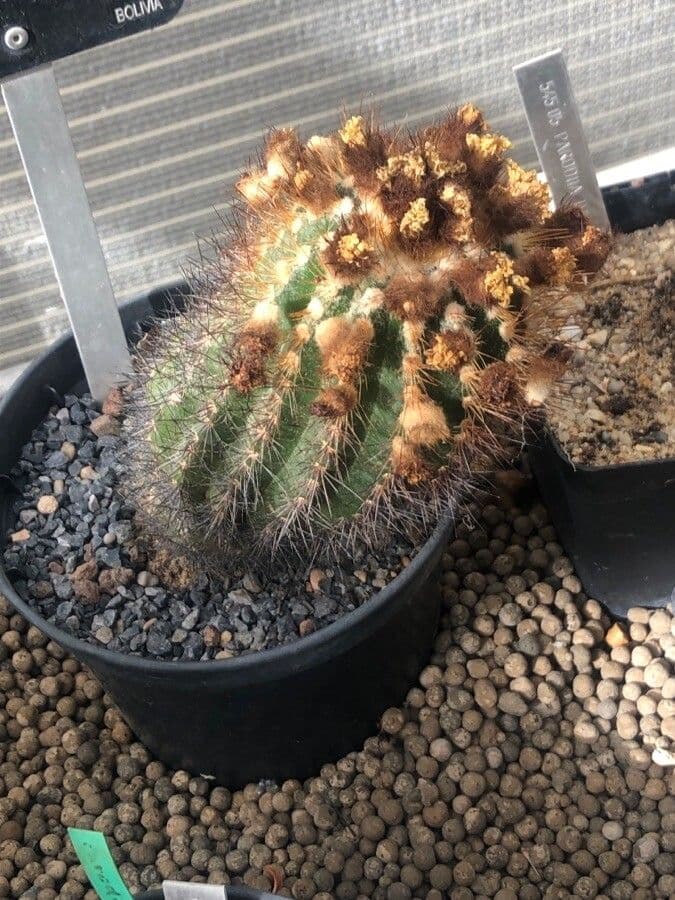 Parodia