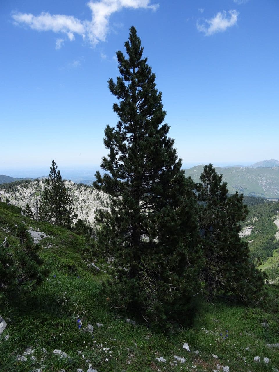 Bergkiefer 15