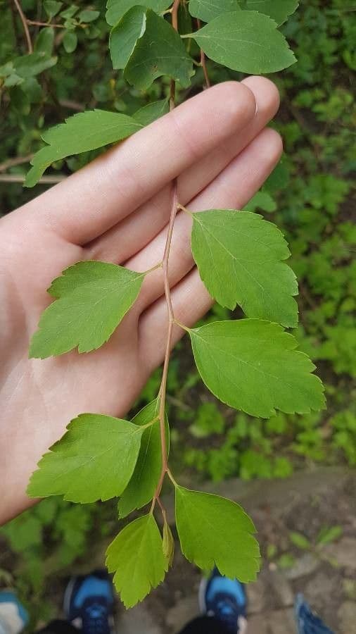Spiraea ulmifolia 15