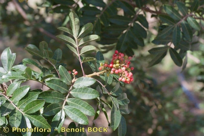 Pistacia 26