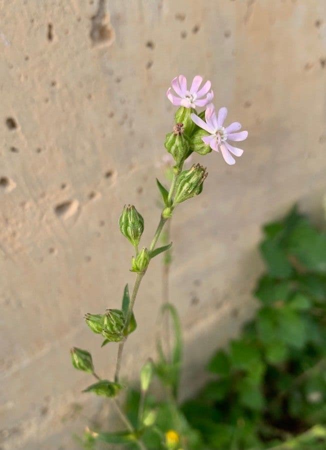 Silene apetala 2