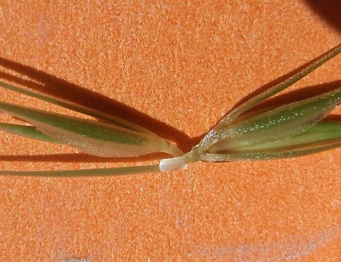 Orzo marittimo 12