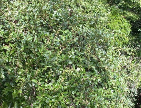 Pinzona coriacea 6