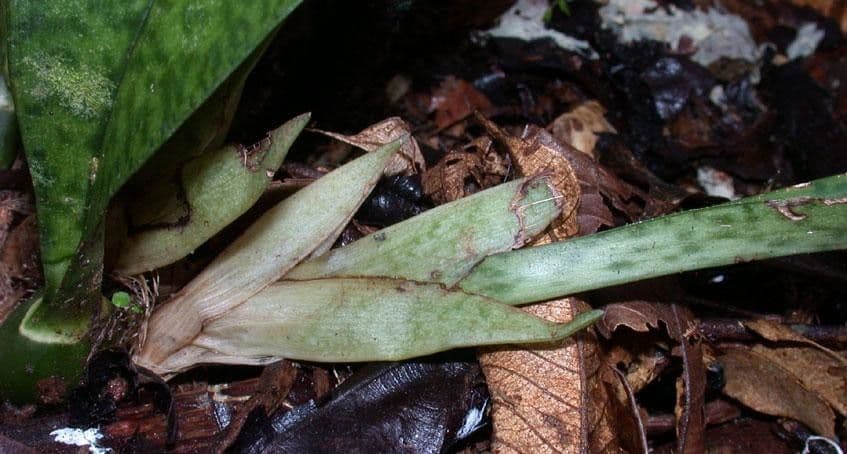 Orchidea monaca 23
