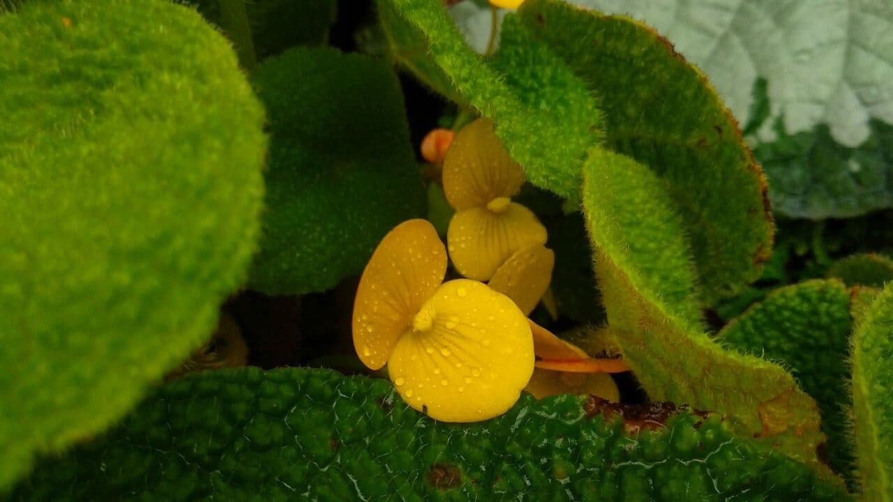 Begonia