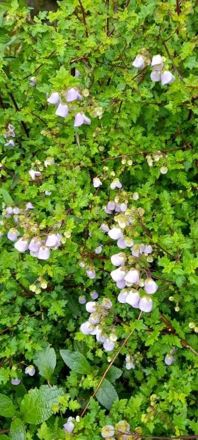 Jovellana viola 6