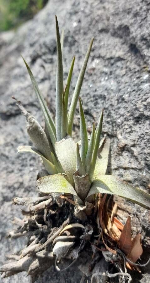 Tillandsia 5