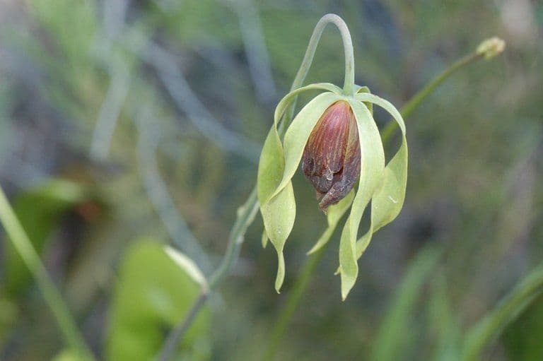 Darlingtonia californica 3