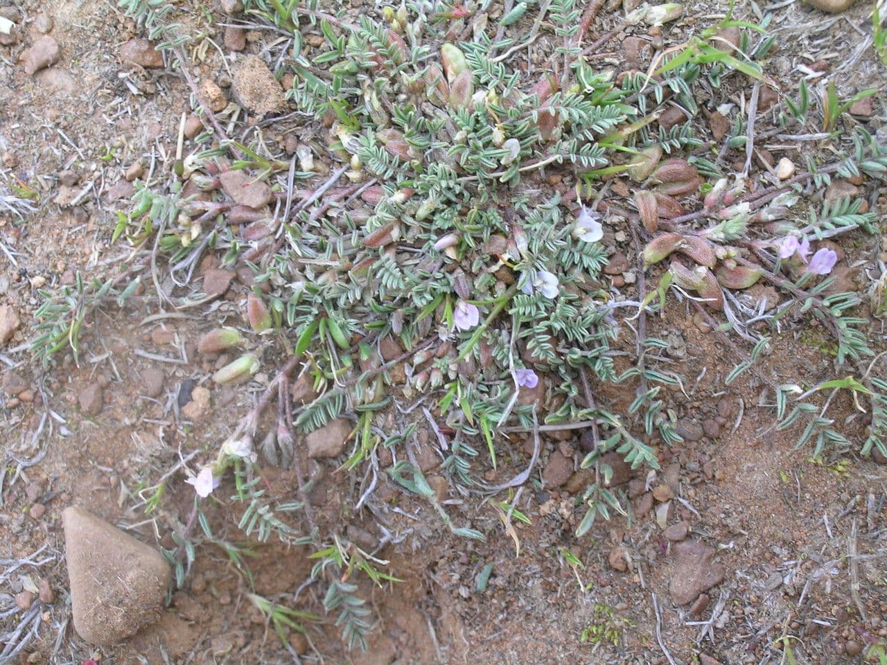 Astragalo 3