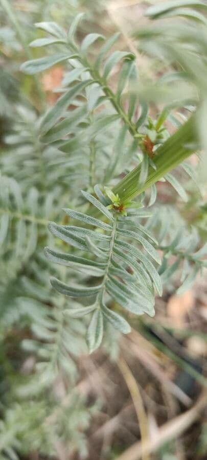 Reseda bianca 17